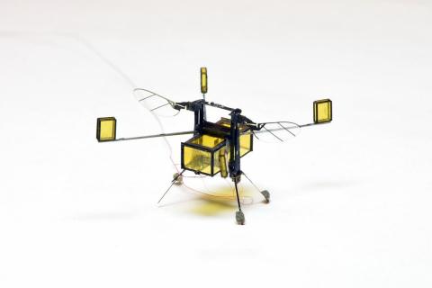 Le Robobee de Harvard vole dans et hors de l'eau